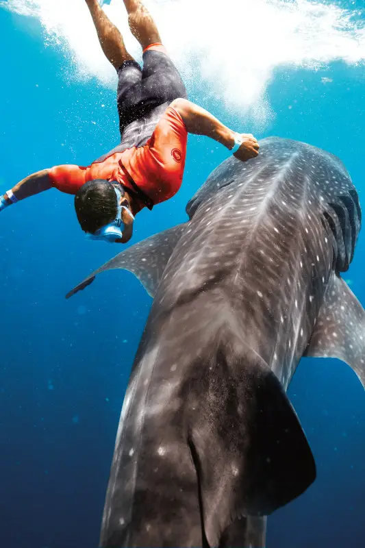 Cozumel, Mexico, snorkeling, free diving, swimming underwater, man diving downward, approaching whale shark, adventure, fun, marine life,